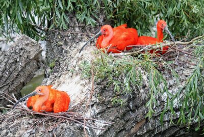 Bald wieder mehr Vogelstimmen im Limbacher Tierpark - Schon bald soll es wieder Rote Sichler im Amerika-Park zu sehen geben. Foto: A.Büchner/Archiv