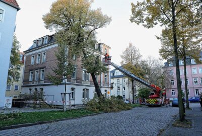 Baum kippt auf Dresdner Wohnhaus - Dresden: Baum fällt auf ein Wohnhaus Foto: Roland Halkasch