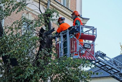 Baum kippt auf Dresdner Wohnhaus - Dresden: Baum fällt auf ein Wohnhaus Foto: Roland Halkasch