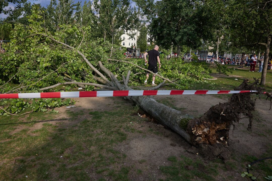 Baum stürzt im Berliner Mauerpark um: Drei Verletzte - Die umgestürzte Pappel liegt im Berliner Mauerpark. Die Feuerwehr war eigenen Angaben zufolge mit 55 Einsatzkräften unterwegs.