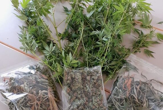 Beamte entdecken Cannabispflanzen in Mittweidaer Mehrfamilienhaus - Die Beamten konnten zwei Pflanzen sowie gut 30 Gramm Marihuanadolden und ungefähr 100 Gramm Marihuanakraut sicherstellen. Foto: Polizeidirektion Chemnitz