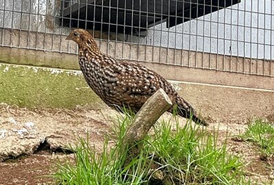 Bei den Temminck-Tragopan brütet diesmal der Hahn - Die Henne der Temminck-Tragopan trägt ein grau- beziehungsweise braun gesprenkeltes Federkleid. Foto: Ralf Wendland