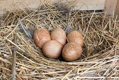 Bei den Temminck-Tragopan brütet diesmal der Hahn - Bei den Temminck-Tragopan im Zoo der Minis in Aue hat man aktuell ein Gelege mit fünf Eiern. Foto: Ralf Wendland