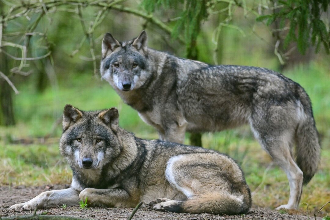 Beschuss, Köder, Schlagfallen: mehr Wölfe illegal getötet - Zwei Wölfe schauen durch die Gegend.