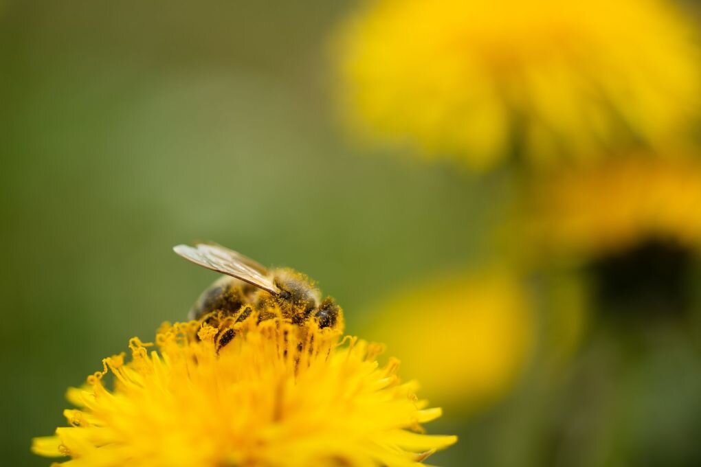 Bienen brauchen auch im Herbst ungefüllte Blüten - Gerade Löwenzahn ist für Bienen besonders wertvoll: Er blüht bis in den Oktober hinein.