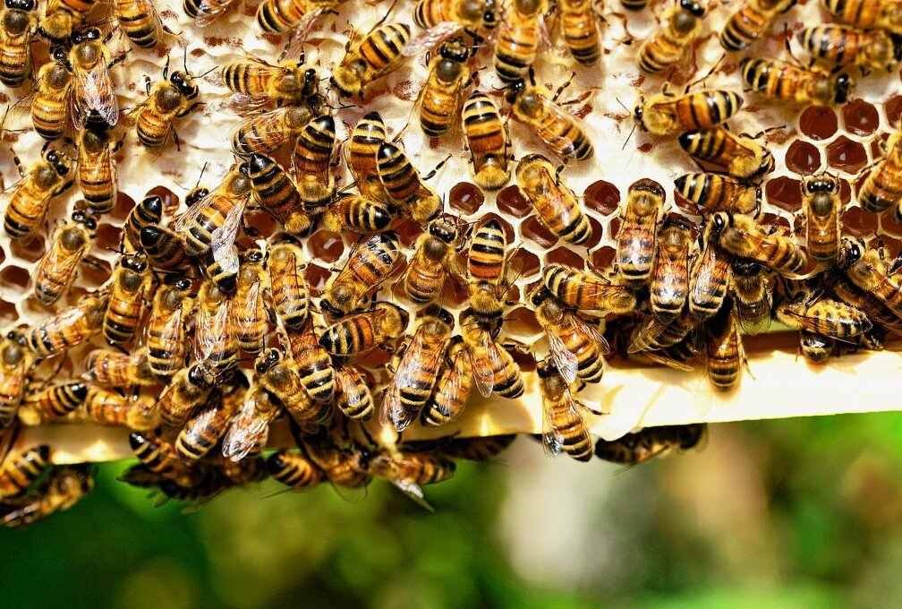 Bienenvolk in Zwickau gestohlen - Symbolbild. Foto: PollyDot/Pixabay