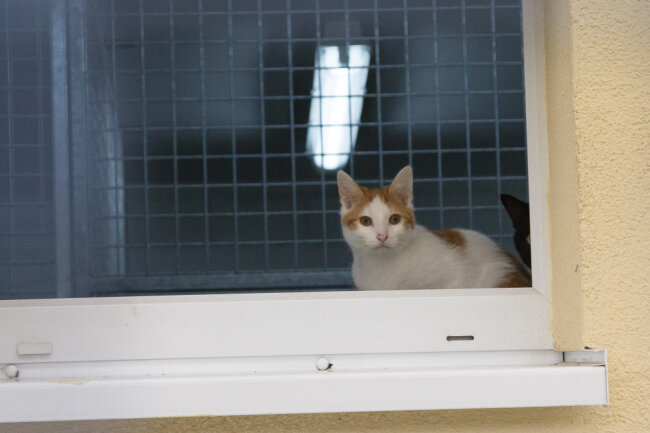 BLICK hinter die Kulissen: Zu Gast im Tierheim am Pfarrhübel - Die Katzen haben einen Außen- und Innenbereich.