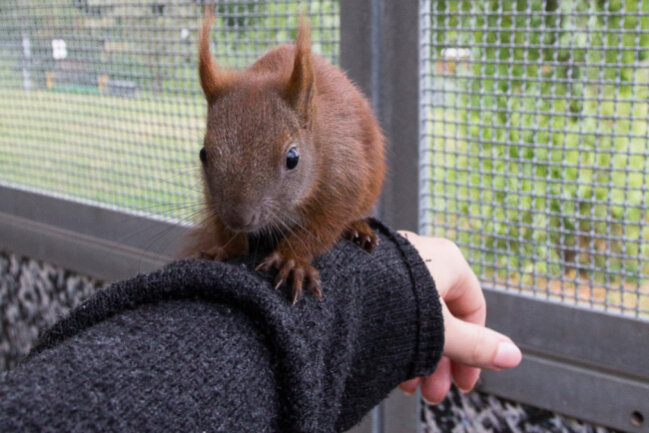 BLICK hinter die Kulissen: Zu Gast im Tierheim am Pfarrhübel - Anika trifft das kleine Eichhörnchen. 
