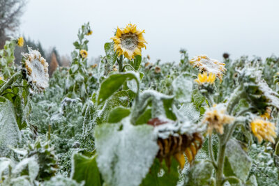 Tief gefrorene Sonnenblumenpflanzen auf einer Plattenstraße zwischen der Grünhainer Straße und der Annaberger Straße in Zwönitz, in der Nähe des Aussichtspunktes "Reiter ohne Kopf". Foto: André März