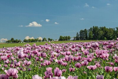 Blütenpracht ist selten und schnell verschwunden - Bei Oberlungwitz blühte am Wochenende ein acht Hektar großes Mohnfeld. Foto: Markus Pfeifer
