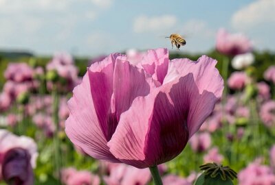 Blütenpracht ist selten und schnell verschwunden - Der blühende Mohn lockt auch die Bienen an. Foto: Markus Pfeifer