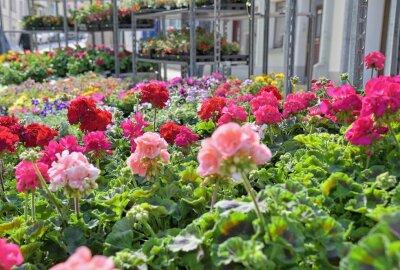 Blumen- und Pflanzenmarkt in Schneeberg - Beim Blumen- und Pflanzenmarkt in Schneeberg haben 20 Händler für eine breite und bunte Vielfalt gesorgt. Foto: Ramona Schwabe