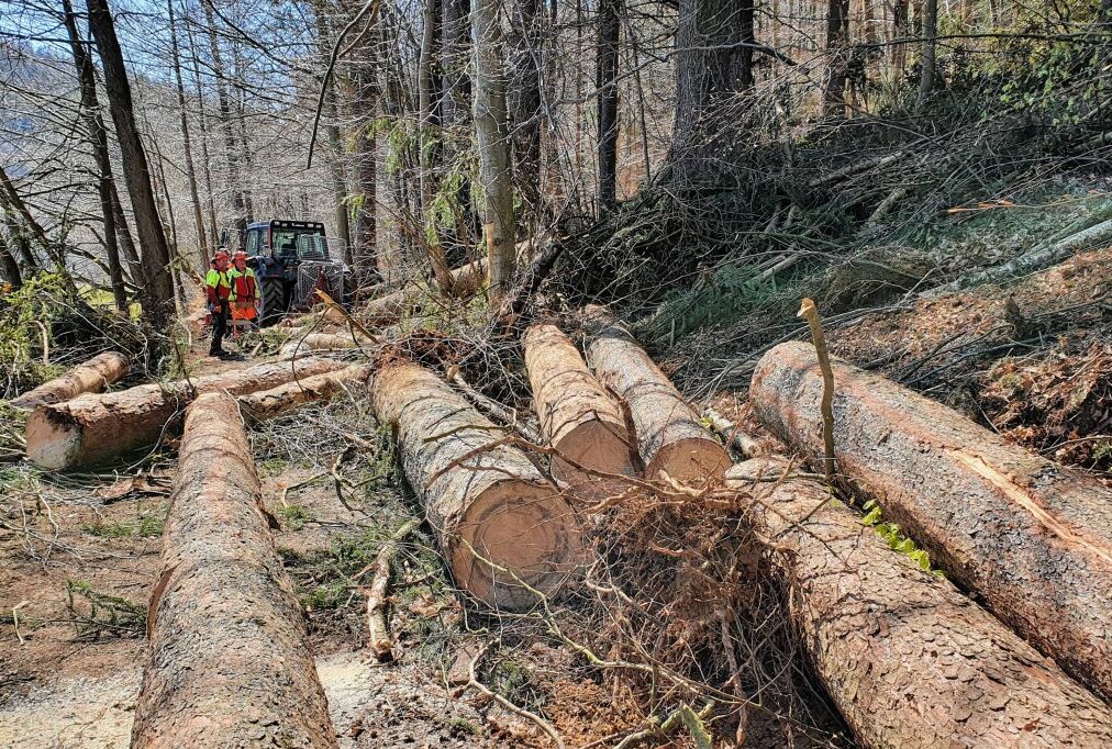 Borkenkäfer erfordert Fällungen an der Zschopau - Insgesamt 35 Bäume müssen am Uferweg in Richtung Wilischthal gefällt werden. Foto: Andreas Bauer