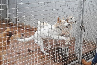 Borodyanka: 450 ukrainische Tierheim-Hunde wochenlang unversorgt, doch einige überlebten - Nur etwa 200 Hunde überlebten die Hungertortur. Foto:  : Facebook/Have a Heart Equine Sanctuary