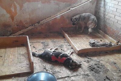 Borodyanka: 450 ukrainische Tierheim-Hunde wochenlang unversorgt, doch einige überlebten - Nur etwa 200 Hunde überlebten die Hungertortur.: Facebook/Have a Heart Equine Sanctuary