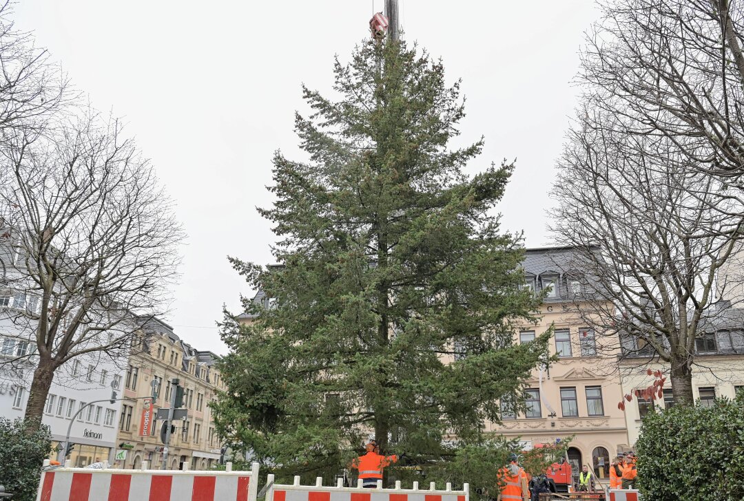 Bote der Adventszeit: Baum in Aue steht - Der Weihnachtsbaum am Altmarkt in Aue ist heute aufgestellt worden. Foto: Ramona Schwabe