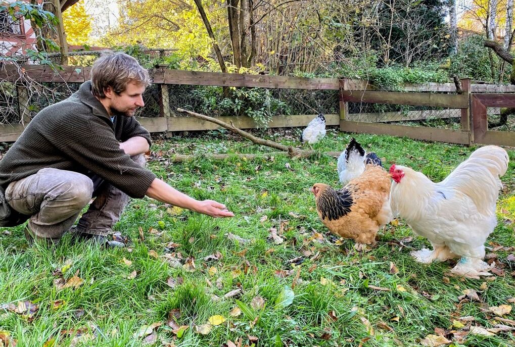 Brahma-Hahn Gustav ist nicht mehr allein - Zootierpfleger Peter Hömke freut sich, dass neue Brahma-Hennen eingezogen sind. Foto: Ralf Wendland