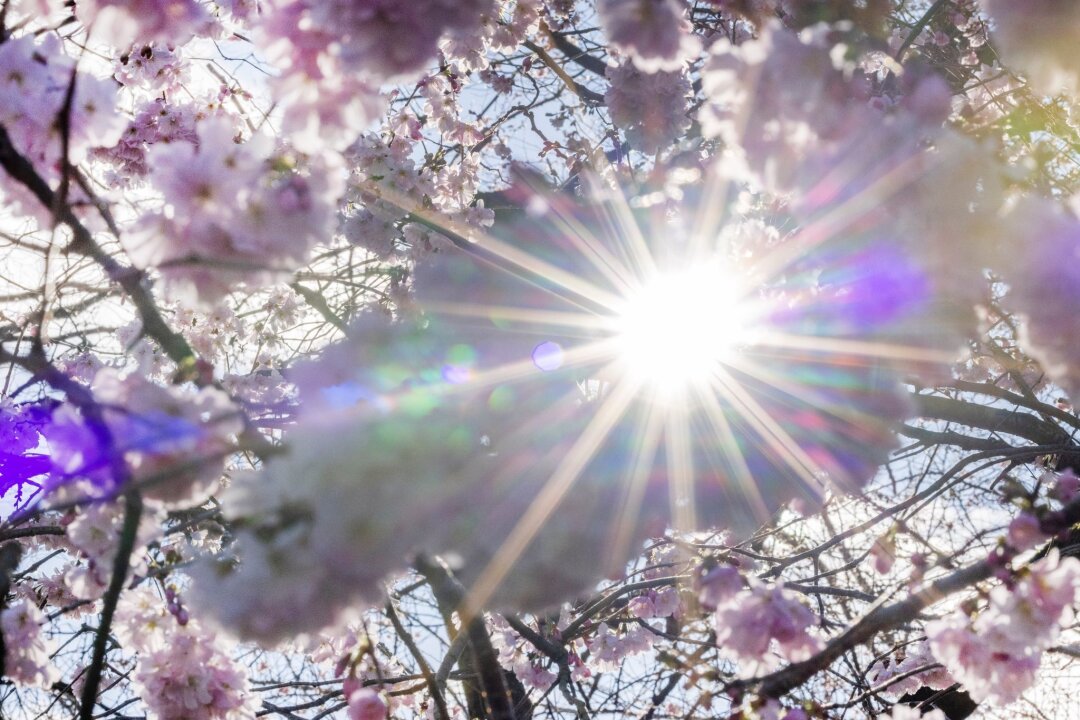Bundesamt warnt vor erhöhter UV-Strahlung am Wochenende - Sonnenstrahlen scheinen durch Blüten der Winterkirsche (Higankirsche): In den nächsten Tagen droht eine intensive UV-Strahlung.