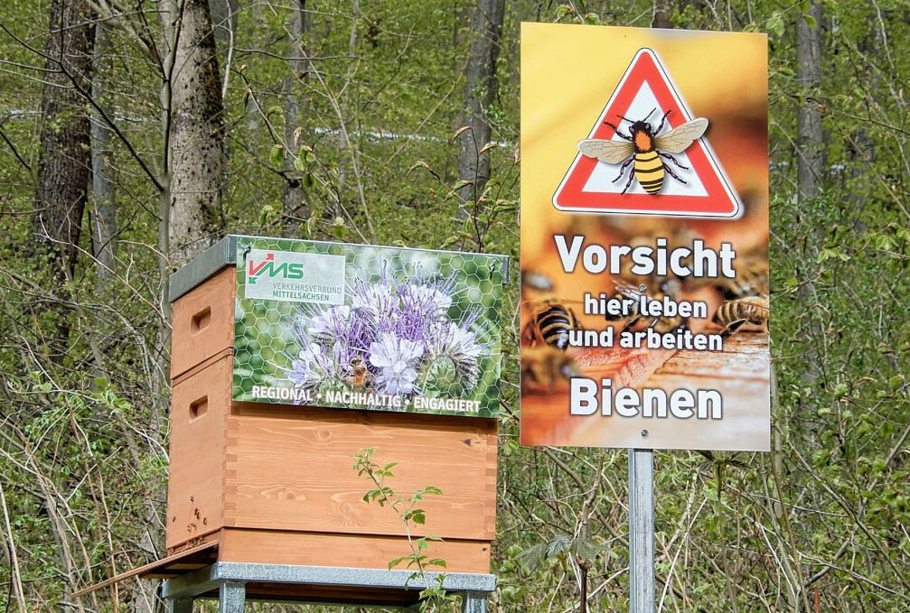 Im Augustusburger wald steht der Bienenstock des VMS. Foto: Maik Bohn