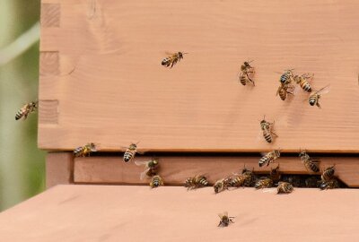 Bus, Bahn und Bienenvolk: VMS betreibt Bienenstock - Honig ist süß, aber ein Planet ohne Bienen ist bitter, denn die Hauptleistung der Bienen liegt in der Bestäubung etlicher Pflanzenarten. Foto: Maik Bohn