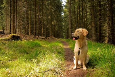 Im Wald besteht Leinenpflicht für den Hund. Foto: Adobe Stock
