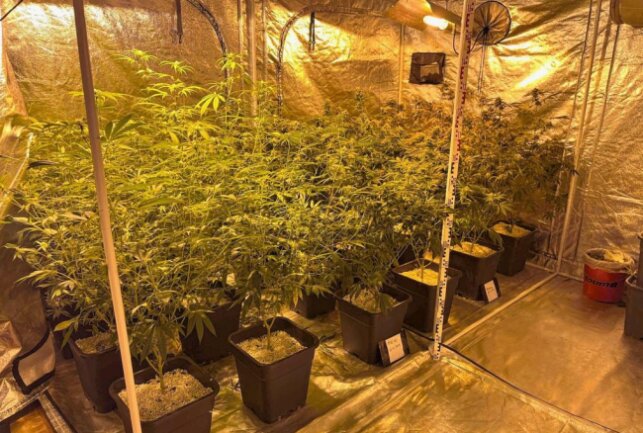 Cannabisplantage in Chemnitzer Wohnung gefunden - In einer Chemnitzer Wohnung wurde eine Cannabisplantage gefunden. Foto: Polizei Chemnitz