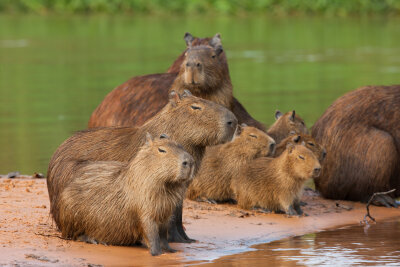 Capybarafamilie am Wasser 