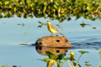 eine Freundschaft zwischen Capybara und Vogel