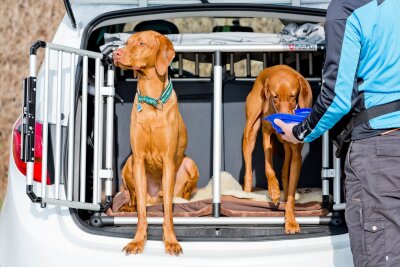 Checkliste: 7 Punkte für einen entspannten Urlaub mit Hund - Hinter einem Transportgitter reisen Hunde im Auto besonders sicher.