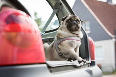 Checkliste: 7 Punkte für einen entspannten Urlaub mit Hund - Bei der Reise mit dem Auto muss der Hund gesichert werden.