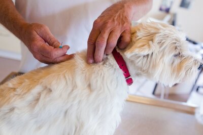 Checkliste: 7 Punkte für einen entspannten Urlaub mit Hund - Je nach Reiseziel sollten Tierhalter die Impfung nicht vergessen.