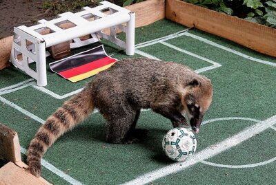 Chemnitzer EM-Orakel hat erneut gesprochen - Im Tierpark sind die Nasenbären das Fußballorakel. Foto: Harry Härtel/haertelpress