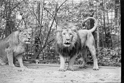 Chemnitzer Tierpark wird 60 Jahre: Zeitreise in Bildern - 11.10.1995, Löwen. Foto: Harry Haertel