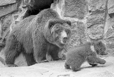 Chemnitzer Tierpark wird 60 Jahre: Zeitreise in Bildern - 05.05.1991, Bären im Bärenzwinger. Foto: Harry Haertel