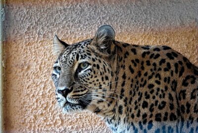 Chemnitzer Tierpark wird 60 Jahre: Zeitreise in Bildern - 04.11.2018, persischer Leopard. Foto: Harry Haertel