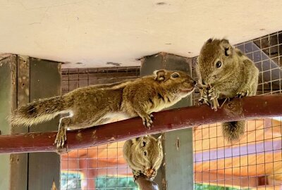 Chinesische Baumhörnchen sind flinke Kerlchen - Im Auer Zoo der Minis ist auch eine Gruppe Chinesischer Baumhörnchen zuhause. Foto: Ralf Wendland