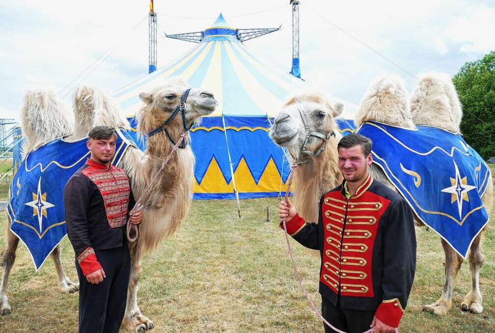 Circus Atlantik erstmals zu Gast im Erzgebirge - Die Kamele Jasmin und Manfred gehören zu den insgesamt 40 Tieren im Circus Atlantik. Foto: Andreas Bauer
