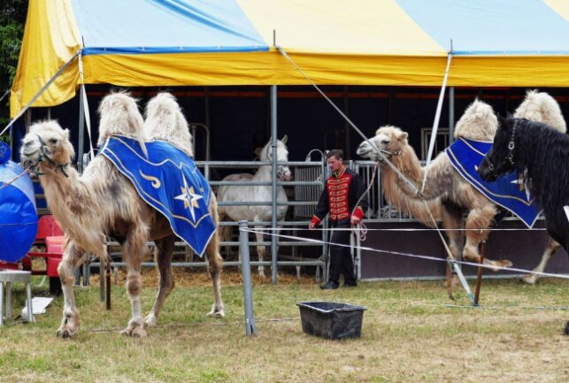 Circus Atlantik erstmals zu Gast im Erzgebirge - Auch Pferde, Ponys, Lamas, Alpakas und sogar Schlangen sind bei den Vorführungen zu erleben. Foto: Andreas Bauer