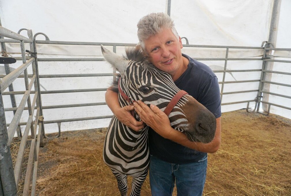 "Circus Maximus" lädt in Mittweida zum Staunen ein - Auch Zebras gehören zum Bestand des Zirkus. Foto: Sabine Pfeiffer