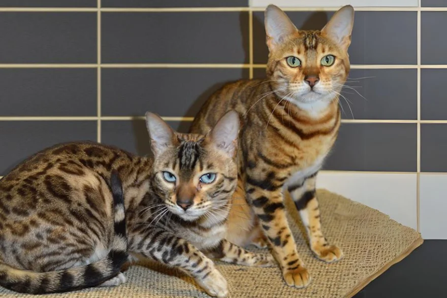Cuba und Naza: Zwei wunderschöne Katzen suchen ein Zuhause - Cuba und Naza suchen ein neues Zuhause und wohnen aktuell im Tierheim Chemnitz-Röhrsdorf. 