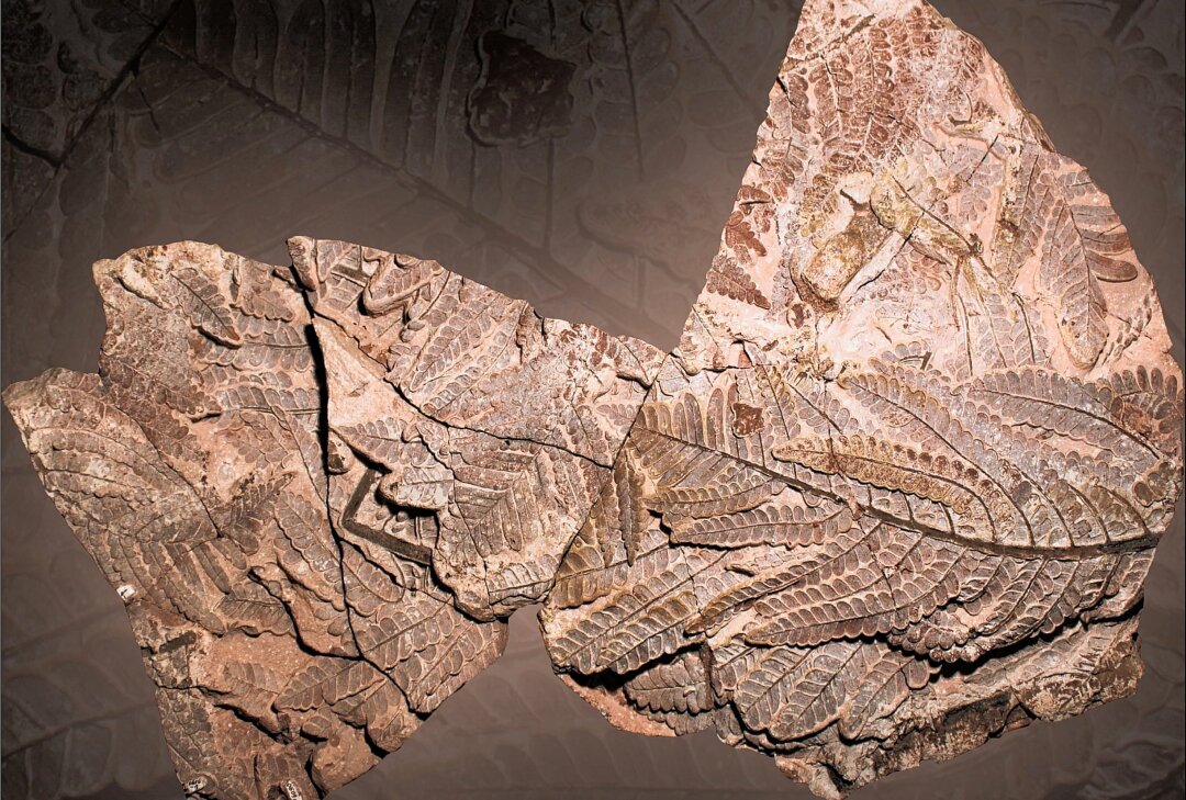 Das Fossil des Jahres kommt erneut aus Chemnitz - Das Fossil des Jahres kommt aus Chemnitz und wird am Freitag im Naturkunde-Museum präsentiert. Foto: Ludwig Luthardt