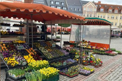 Immer dienstags und donnerstags können auf dem Mittweidaer Marktplatz Pflanzen gekauft werden.