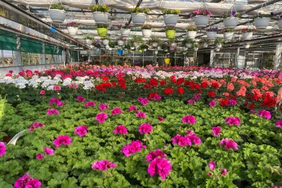 Mit über 40.000 Balkonpflanzen und mehr als 100.000 Gemüsepflanzen ist die Gärtnerei Köhler für ihre Vielfalt aber auch Hingabe zum Gärtnern bekannt. 