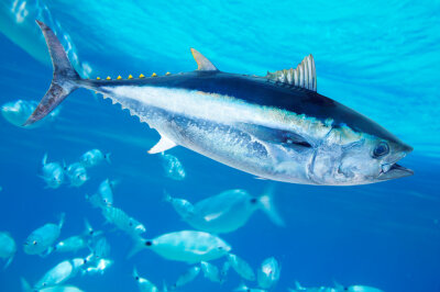 Das sind die 10 teuersten Fische der Welt - Der Thunfisch ist einer der teuersten Fische weltweit. Der Rekordpreis lag bei 2,7 Millionen Euro bei einem Thunfisch aus Japan.