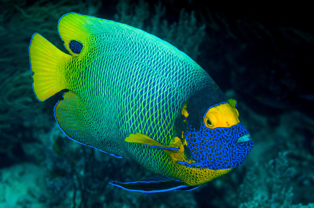 Das sind die 10 teuersten Fische der Welt - Der Masken-Kaiserfisch kann für 15.000 Euro erworben werden. 