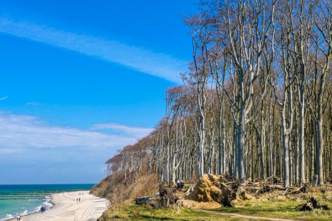 Der Gespensterwald Nienhagen an der Ostsee.