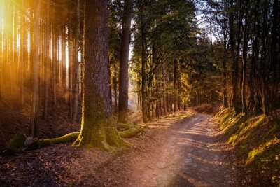 Der Kammweg Erzgebirge-Vogtland ist eine herausragende Wanderstrecke, die Naturliebhaber und Abenteuerlustige gleichermaßen begeistert. Foto: Pixabay