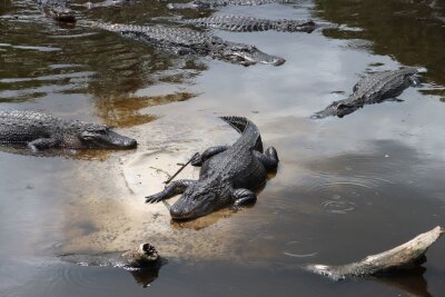 Den Pfannenstiel entlang: Roadtrip in Floridas Geschichte - Florida und Alligatoren, das gehört irgendwie zusammen: Auch im Panhandle lassen sich die Reptilien beobachten.