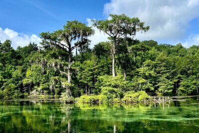 Den Pfannenstiel entlang: Roadtrip in Floridas Geschichte - Die Wakulla Springs südlich von Tallahassee gelten als weltweit größte und tiefste Süßwasserquelle.