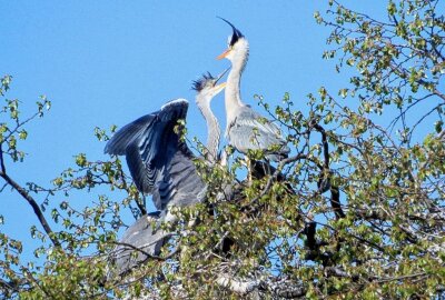 Der Chemnitzer Schlossteich: Naturjuwel und Paradies für Vögel - Der Schlossteich bietet einen großen Lebensraum für verschiedene Vögelarten. Foto: Maik Bohn